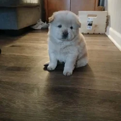 Chow Chow puppies