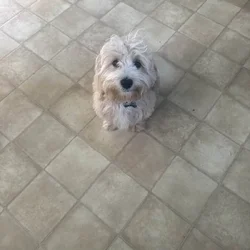 6mo Maltipoo - Benji