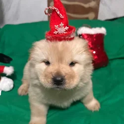 Beautiful cream male Chow Chow