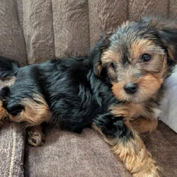 Yorkies