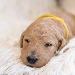 Goldendoodle Puppies
