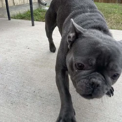 Frenchie Dog For sale