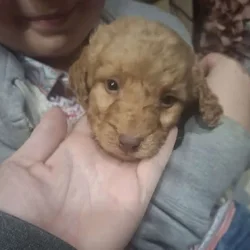 Labradoodle Puppies