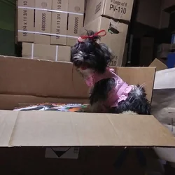 ShihTzu
