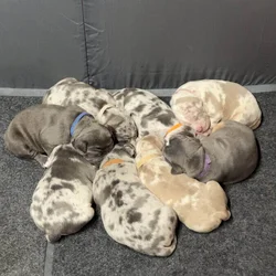 American Bully Puppies For Sale
