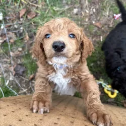 Standard poodle puppies