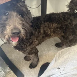 Young Female Goldendoodle