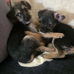 Chiweenie/Maltese Puppy
