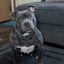 Bully for sale
