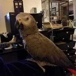 African Grey