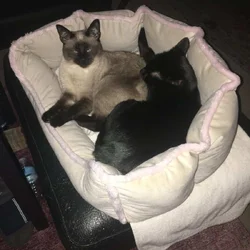 Siamese Cat and Offspring
