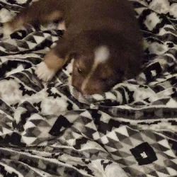 2 Australian shepherd puppies