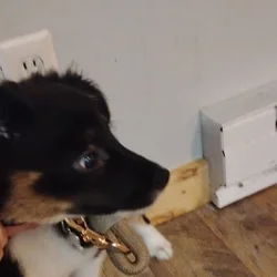Mini Aussie