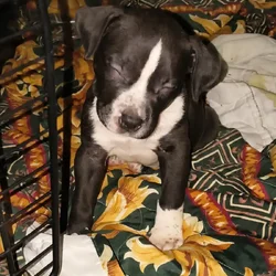 Amstaff/Nanny Pit bull puppies pitbull