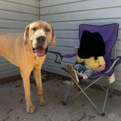 Male Great Dane