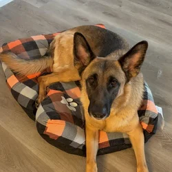 Looking for a temporary foster/permanent home