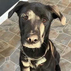 Lab Mix