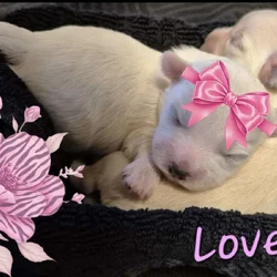 Valentine Morkie-Poo's