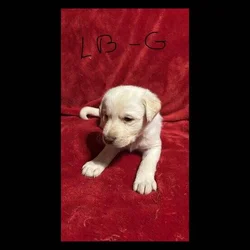 F1b Labradoodles
