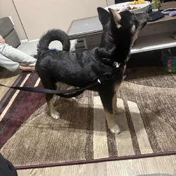Husky-Mix —- Puppy 5 months