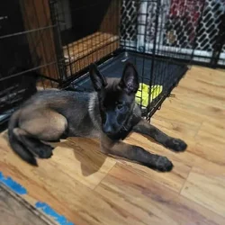 Belgian malinois pups