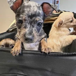 Chihuahuas