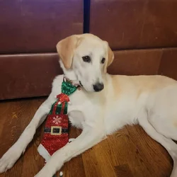 Quality Family Dog