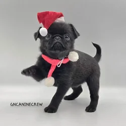Brussels Griffon