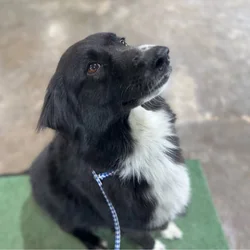 Rehoming a border collie