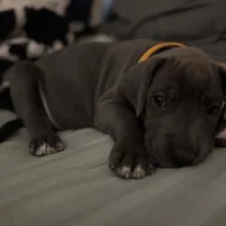 Great Dane puppies for sale