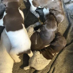 German Shorthair Pointer Puppies