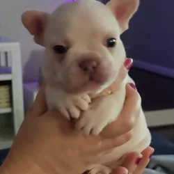 PLATINUM AKC FRENCH BULLDOG - MALE