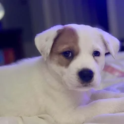 Mix Great Pyrenees & Australian cattle Blue/Red