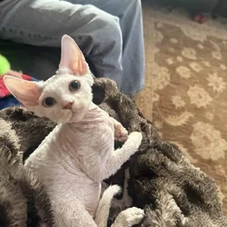 Devon Rex