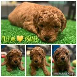 Female medium goldendoodle