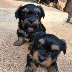 Yorkshire terrier puppies