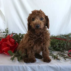 Bertha- F1B Mini Goldendoodle