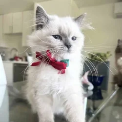 Blue eyed kitten!