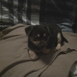 Small Chihuahua/Pomeranian Puppy