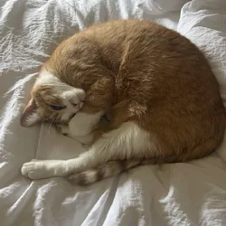 Orange Tabby for adoption