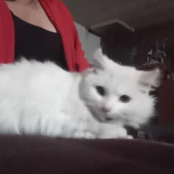 Ragdoll kitty