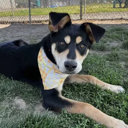 Free dog needs new home Husky/Rottweiler puppy