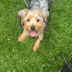 1 year old male Yorkshire terrier purebred