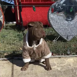Girl Sharpei Available
