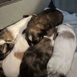 Shih tzu pups