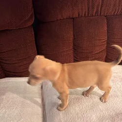 Chihuahua puppies