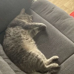 Sweet female cat looking for a home