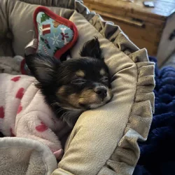 Rehoming 3.5 month old