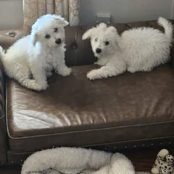 CHRISTMAS BICHON PUPPIES