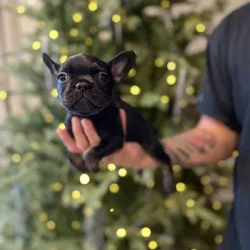 French bulldog puppies